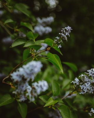 🩵 . #nature #forrest #forrestphotography #forrestwalk #naturephotography #naturephoto #naturelovers #naturepower #trees...