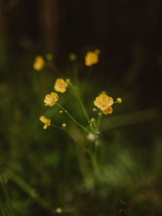 🌼😍 . #nature #forrest #forrestphotography #forrestwalk #naturephotography #naturephoto #naturelovers #naturepower #trees...