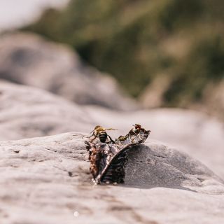 Celej rok jsem makal pilně skoro jako včela ♥️ (na tu ale nikdo nemá 🙏) . Sbíral jsem nápady, tvořil, opravoval, posílal...